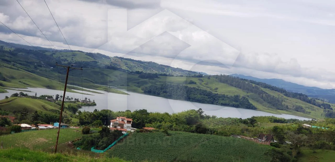 palo negro Jiguales yotoco